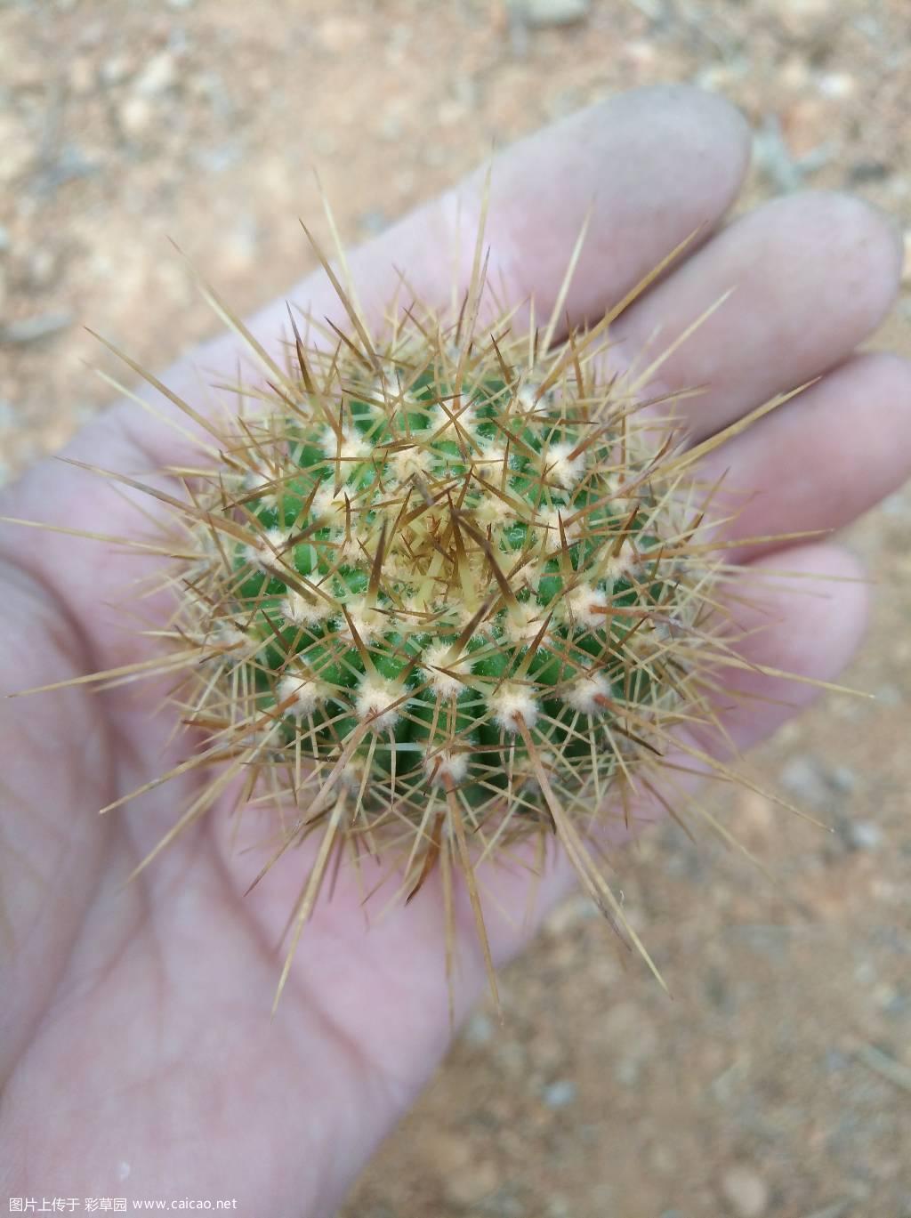 出几个毛花崽子，30一个，不包邮。微信13515750697，有点忙，可能回复不及时，一般晚上联系。