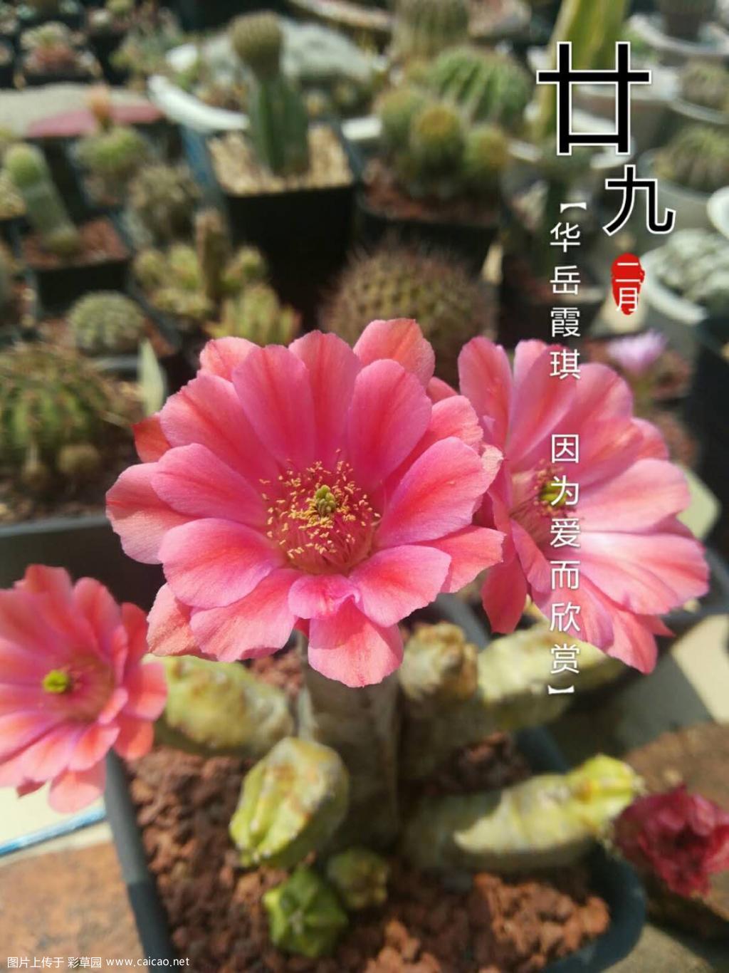 开得热闹