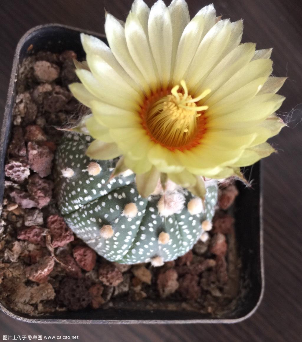 小小兜花
