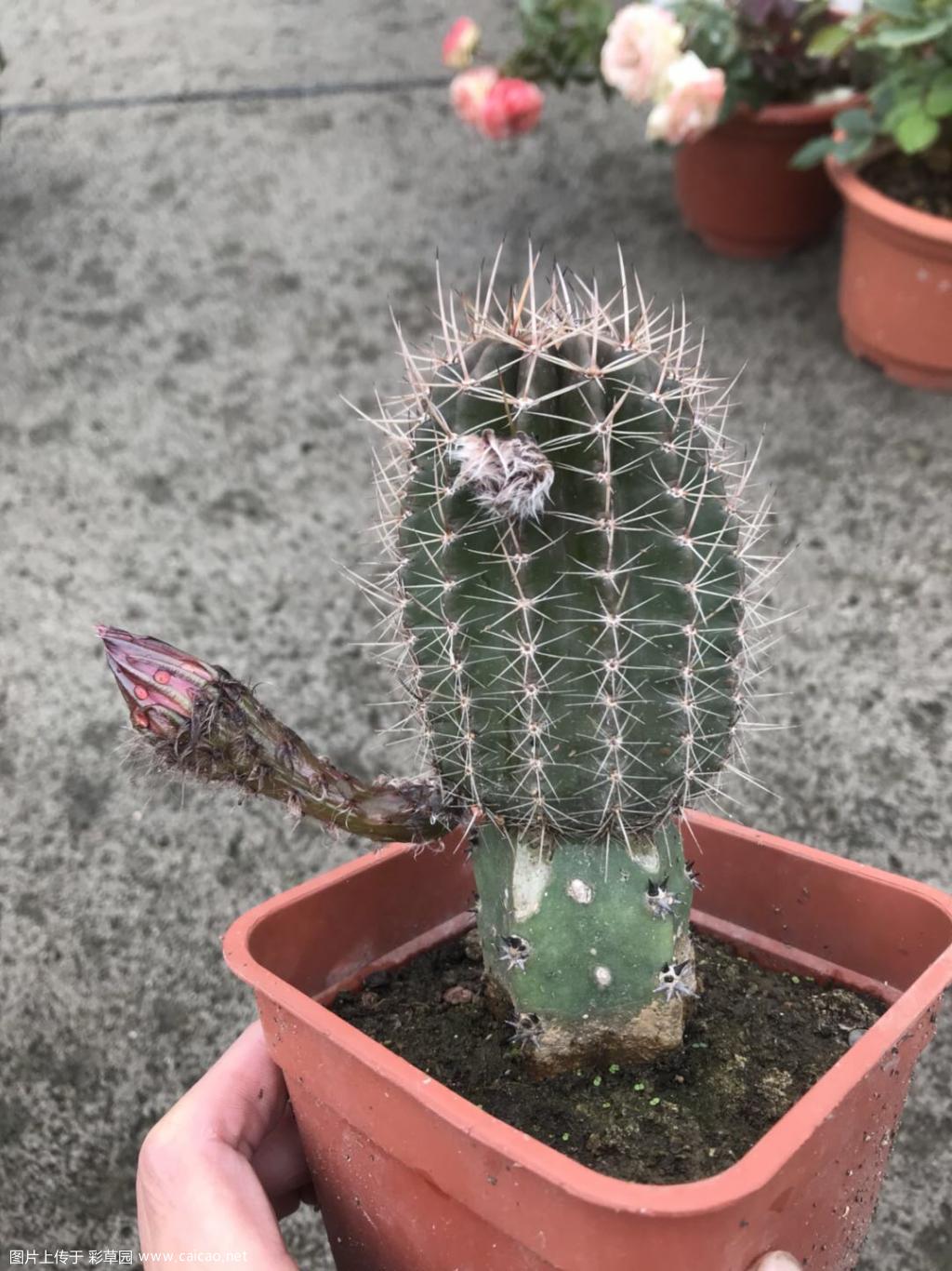 预告一下，明天应该可以群开了