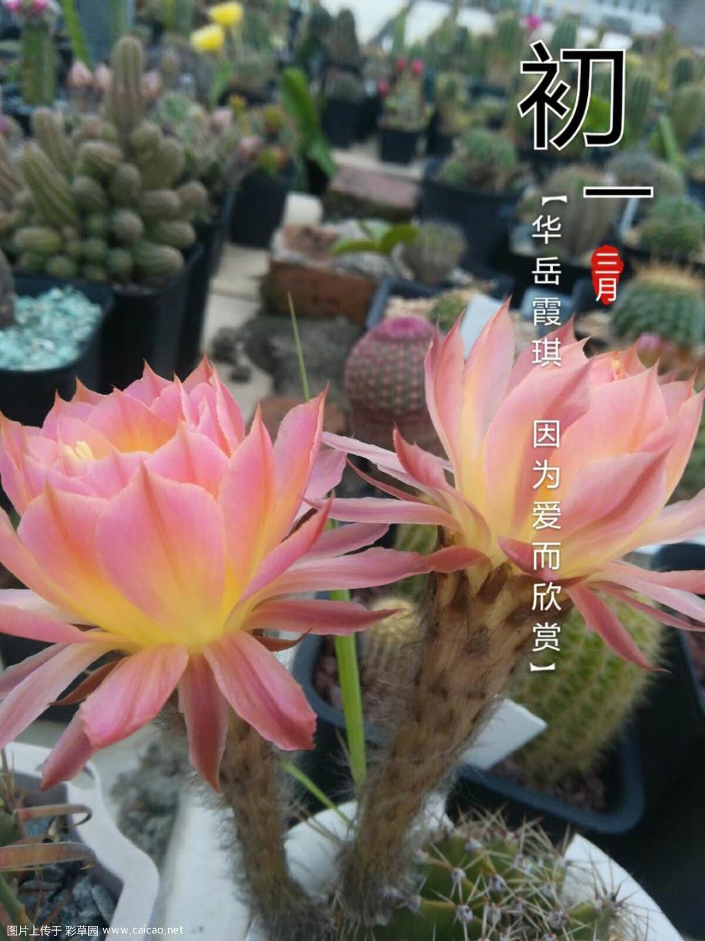 彩草开了