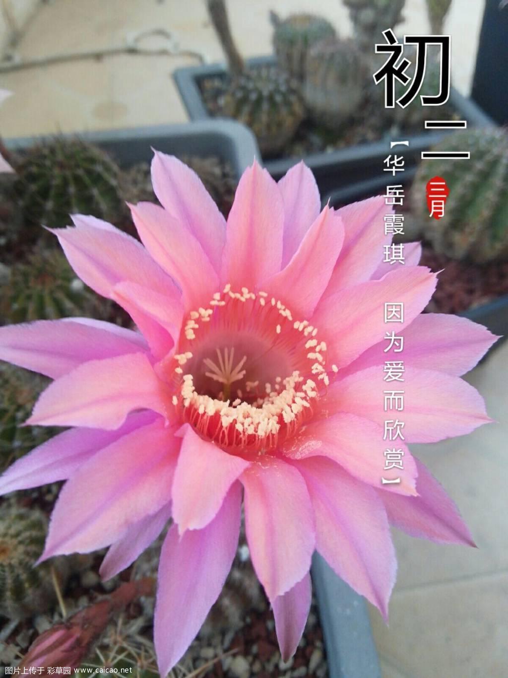 彩草