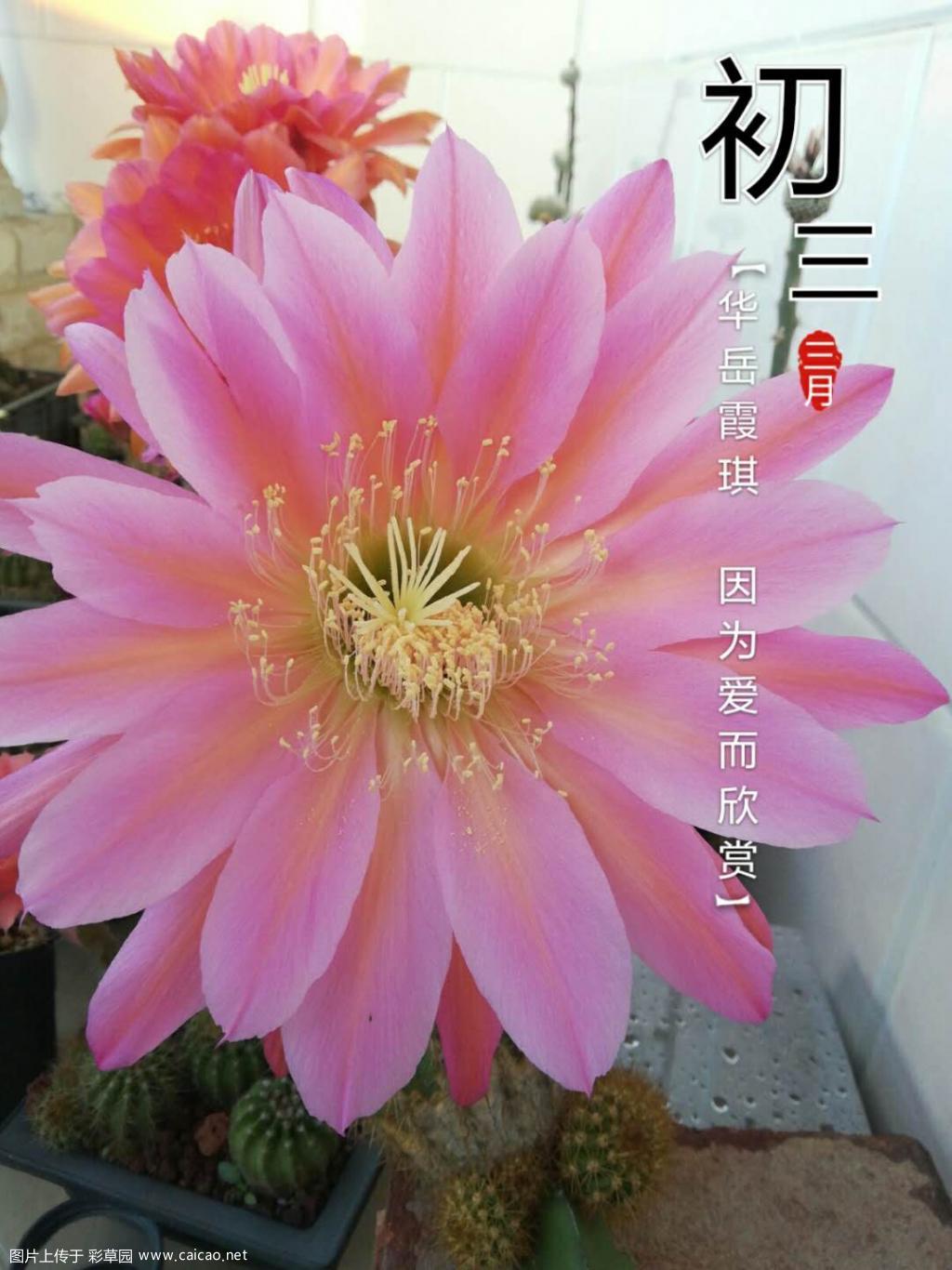 毛花彩草
