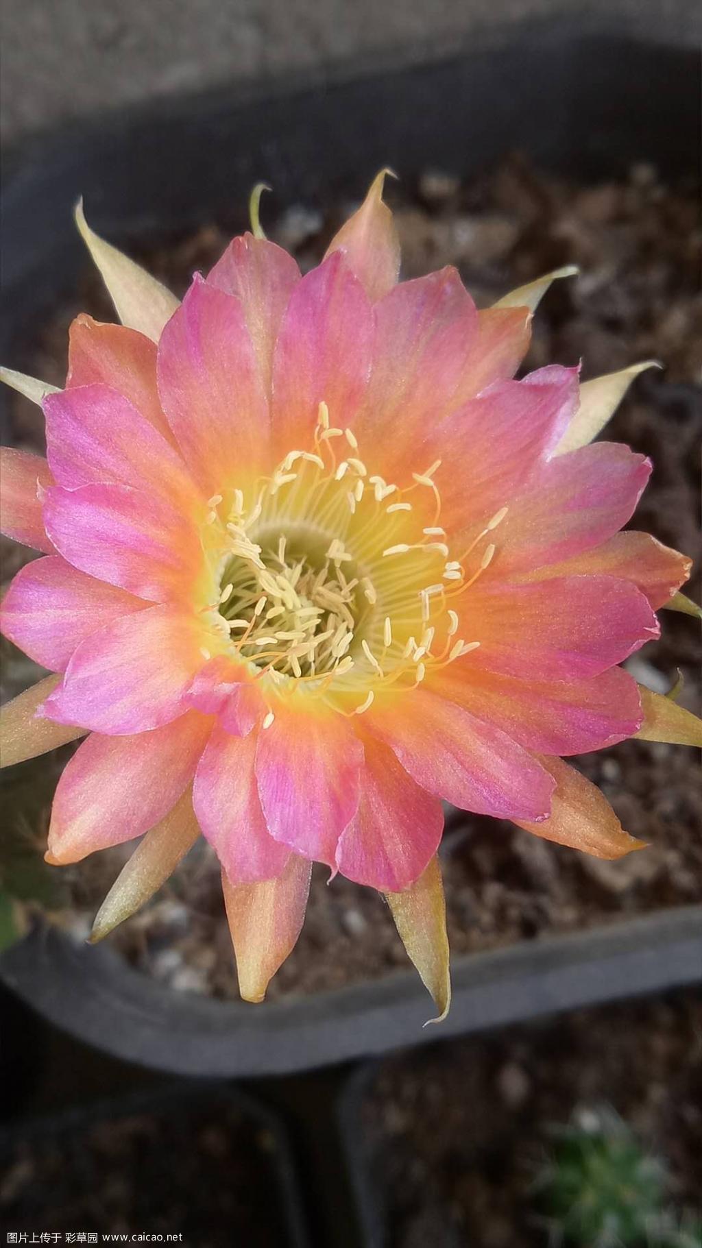 18年第一朵丽花
