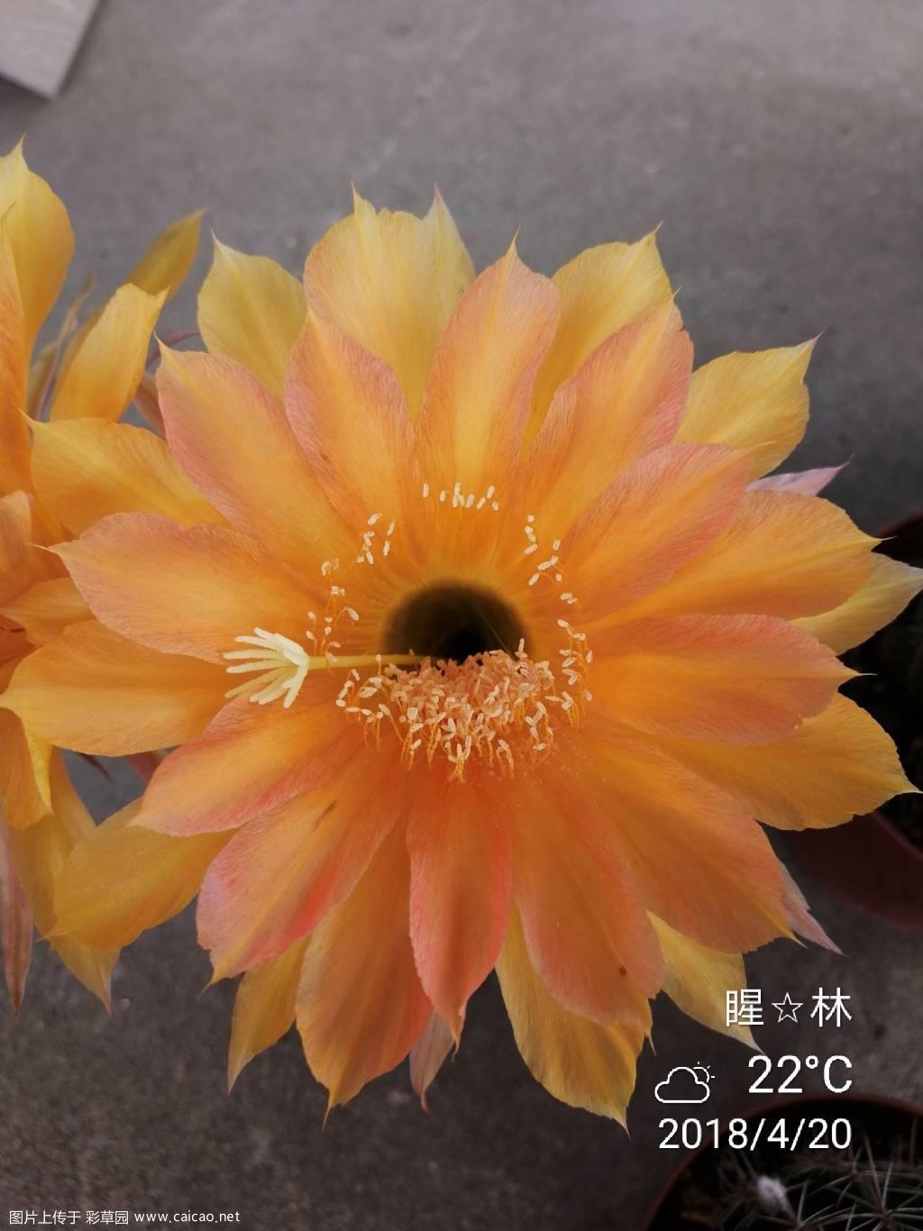 安妮特，冲击，波斯菊首花，查理曼欣赏