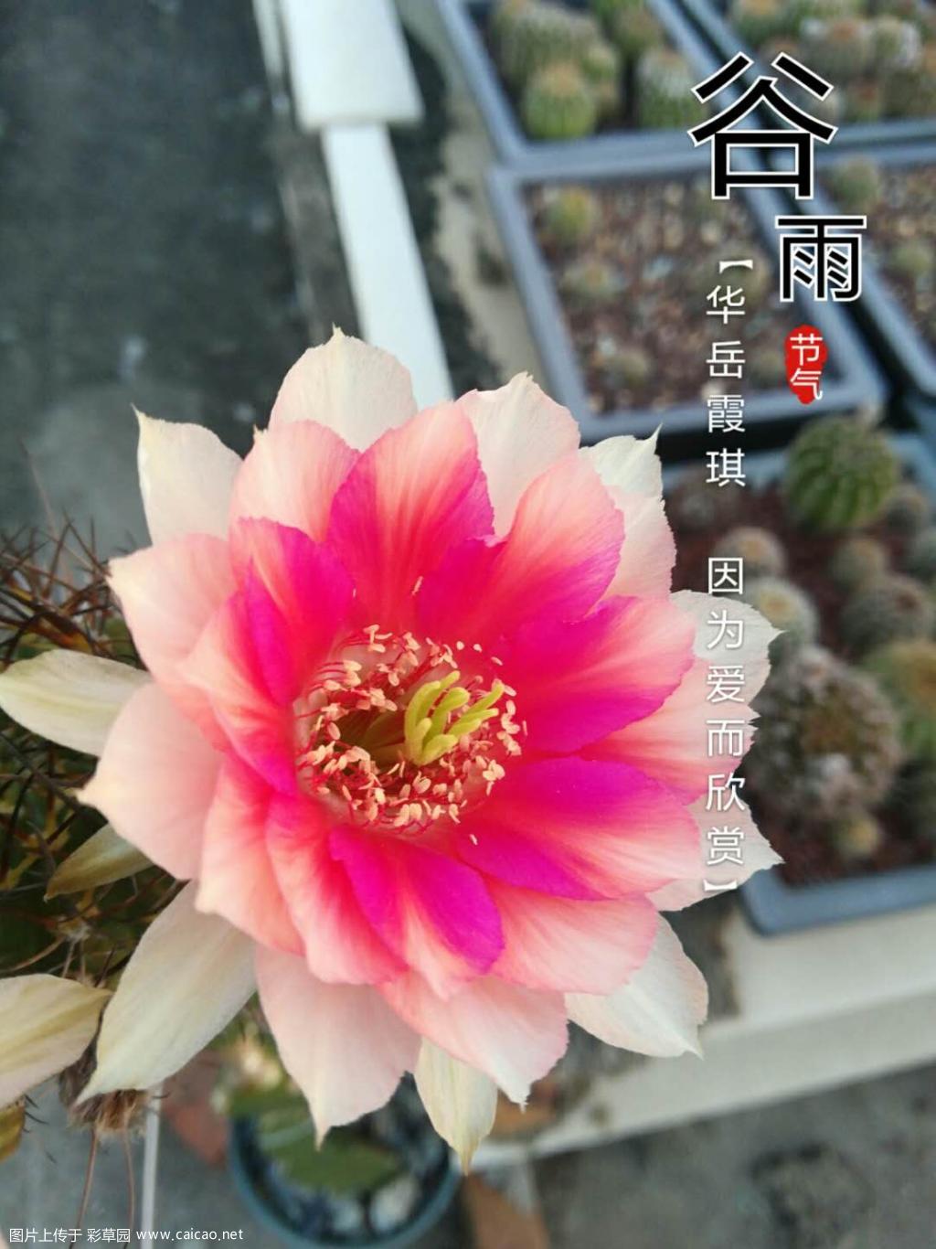 丽花彩草