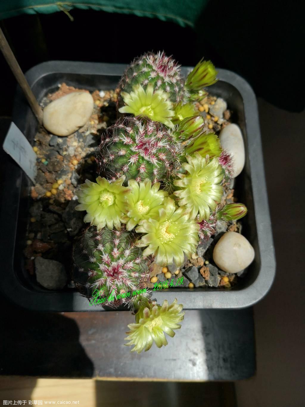 青花虾群开，香气四溢，醉了.....