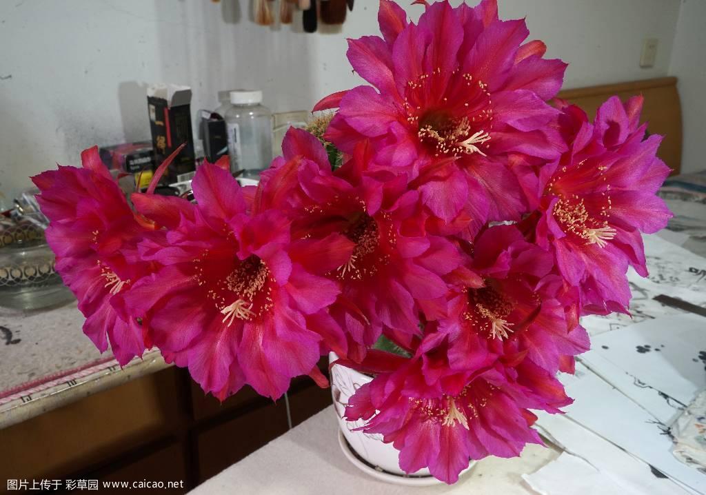 续席杂再显并蒂花花苞