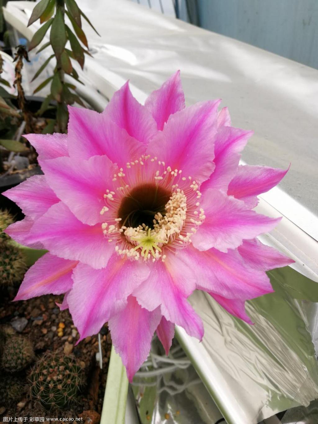 两棵席杂初花
