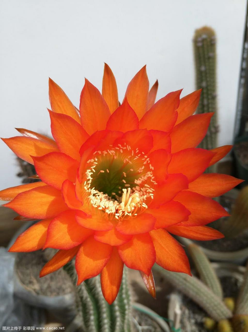 毛花晚霞