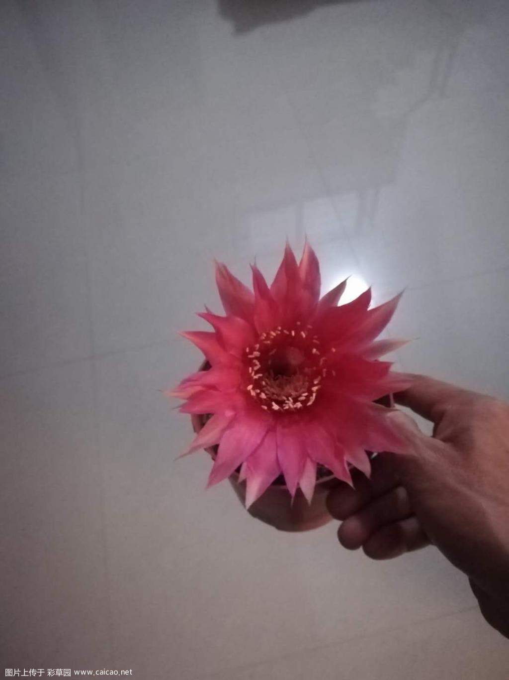 今年首花