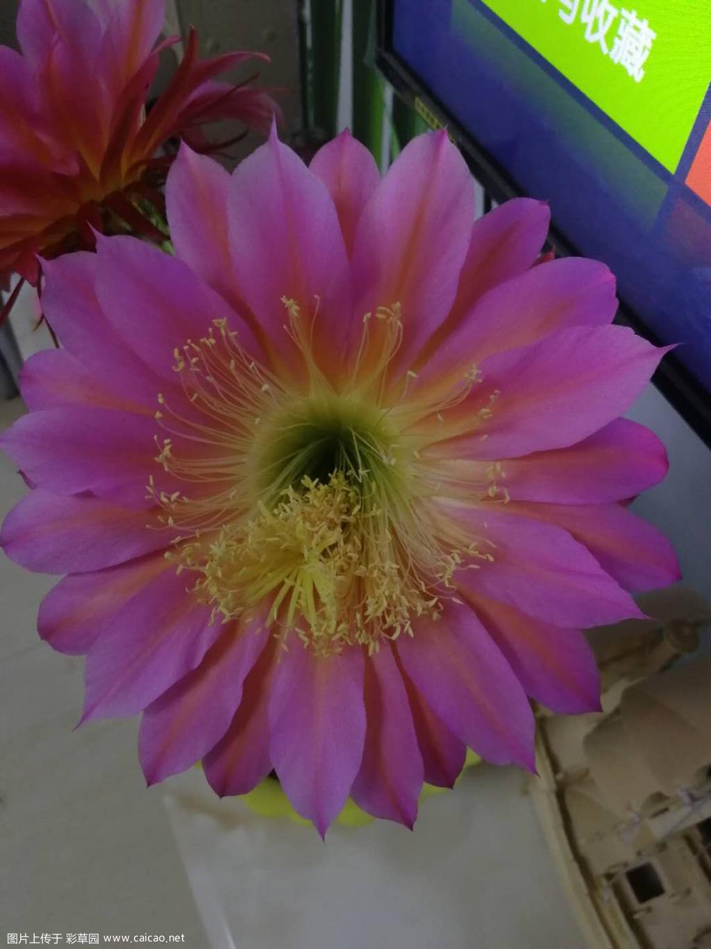 春暖花开！