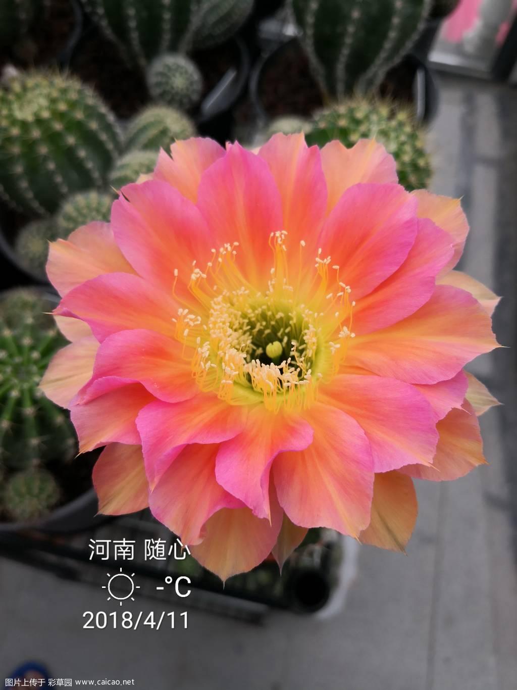 2018部分开花图 我也来发一波！前方高能请注意！！！