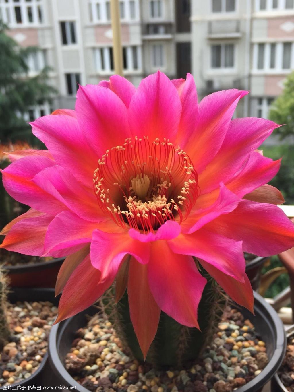 习杂初花