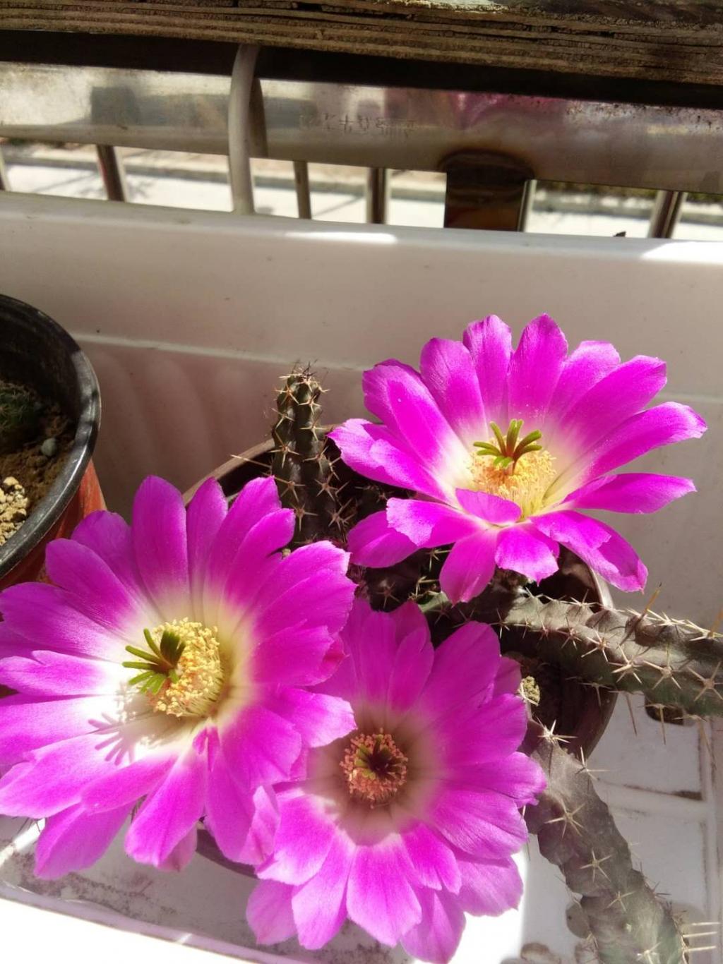 美花角