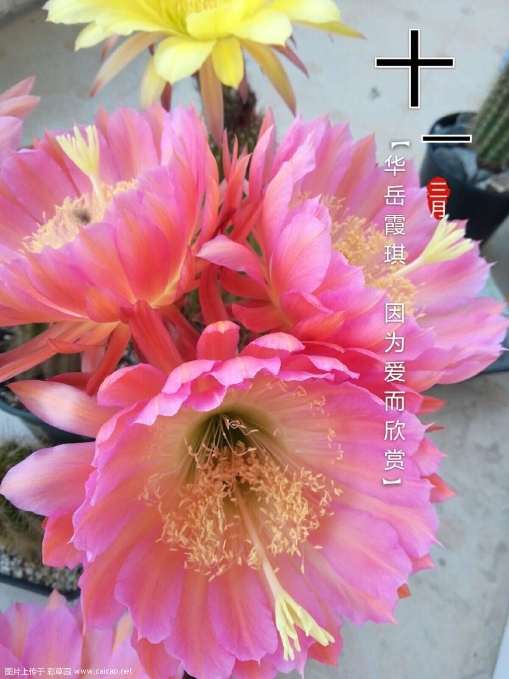 2018.4.26开花