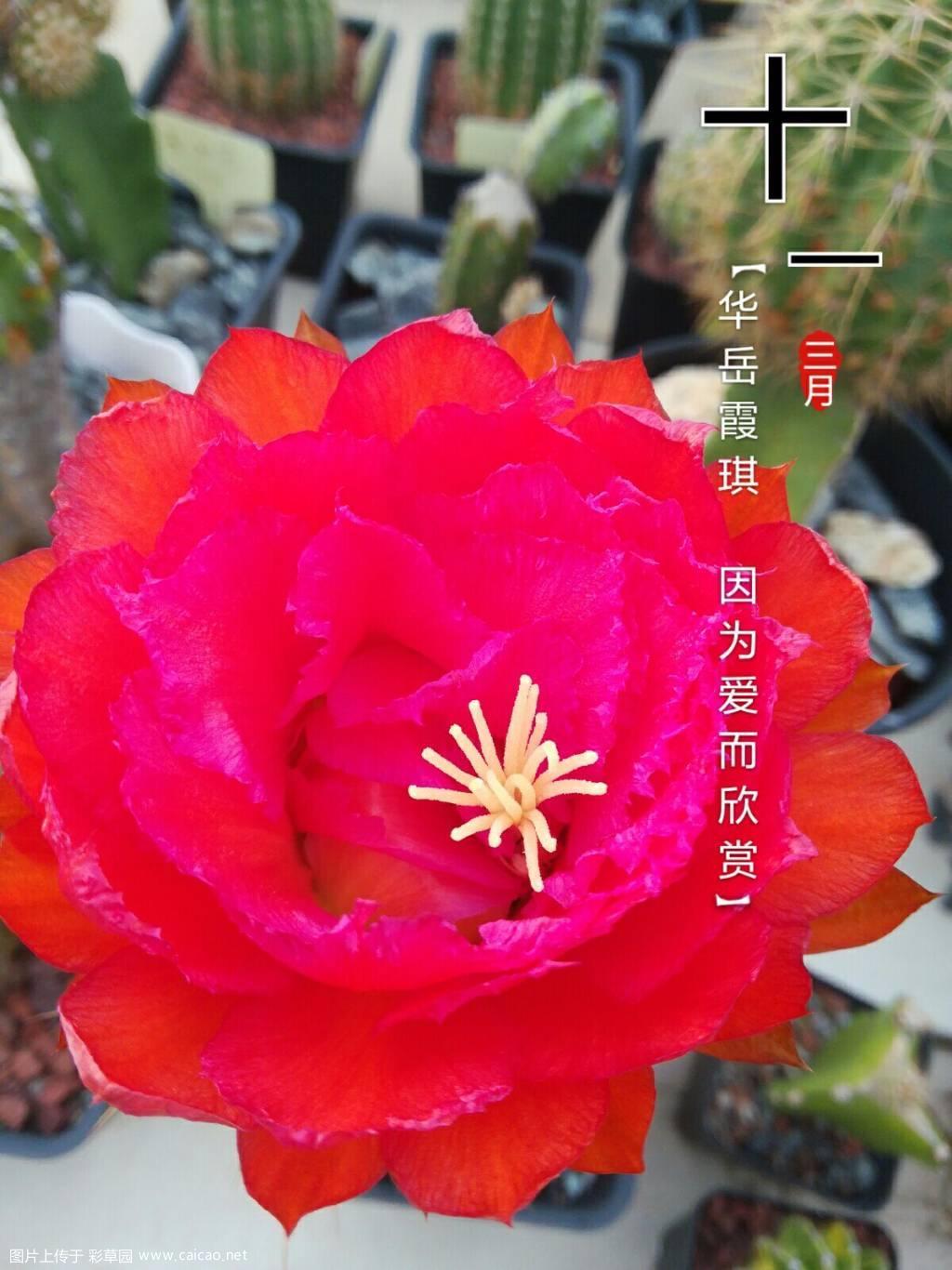 美丽的黎明