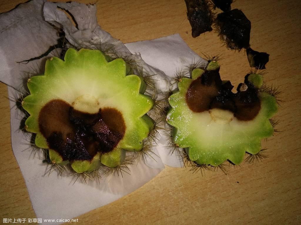 到楼顶一看果然有惊喜