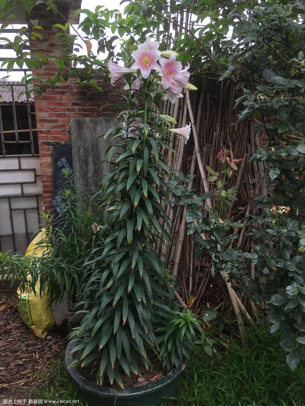 百合花开
