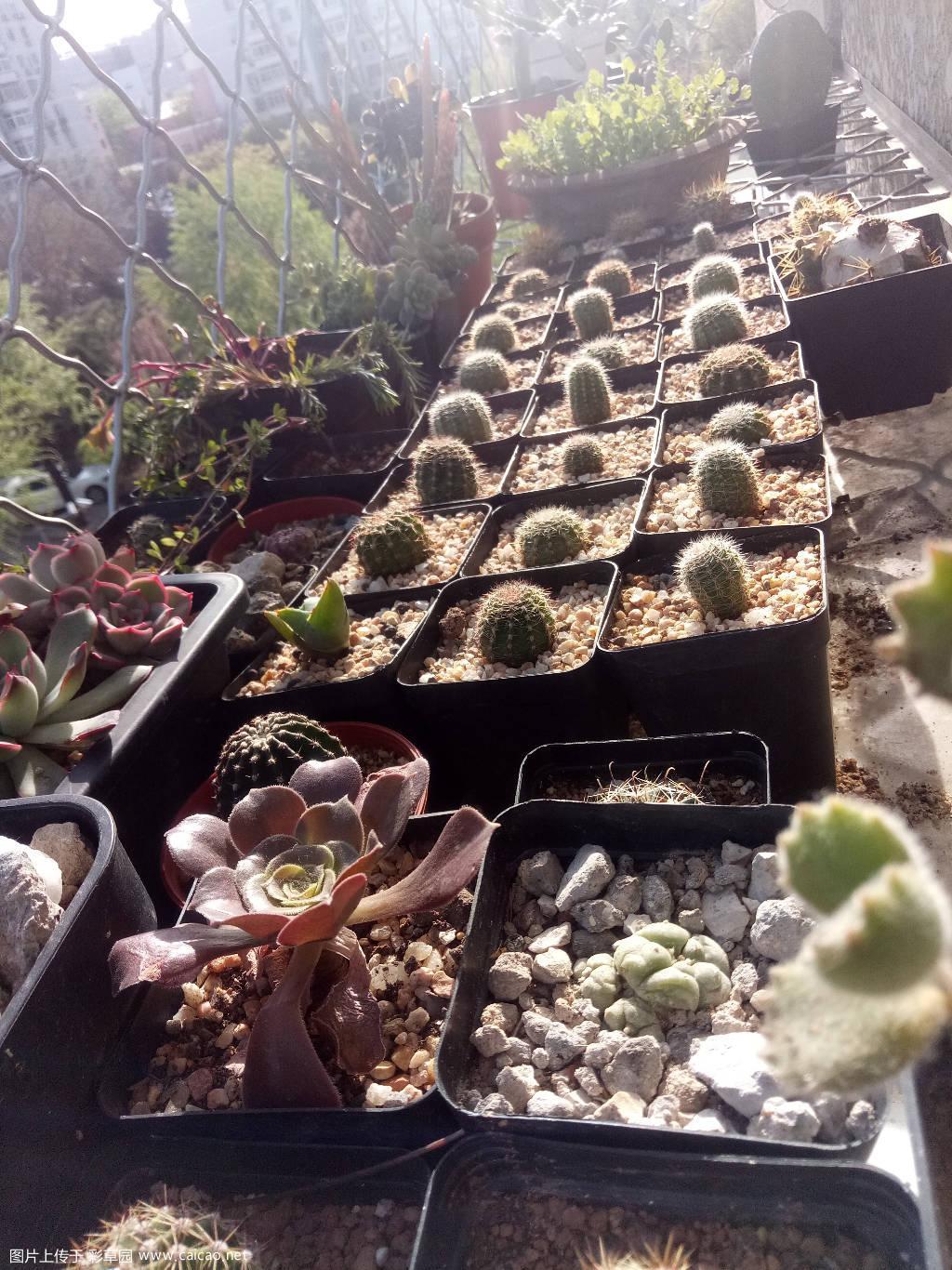 今年彩草毛花柱一个没开。