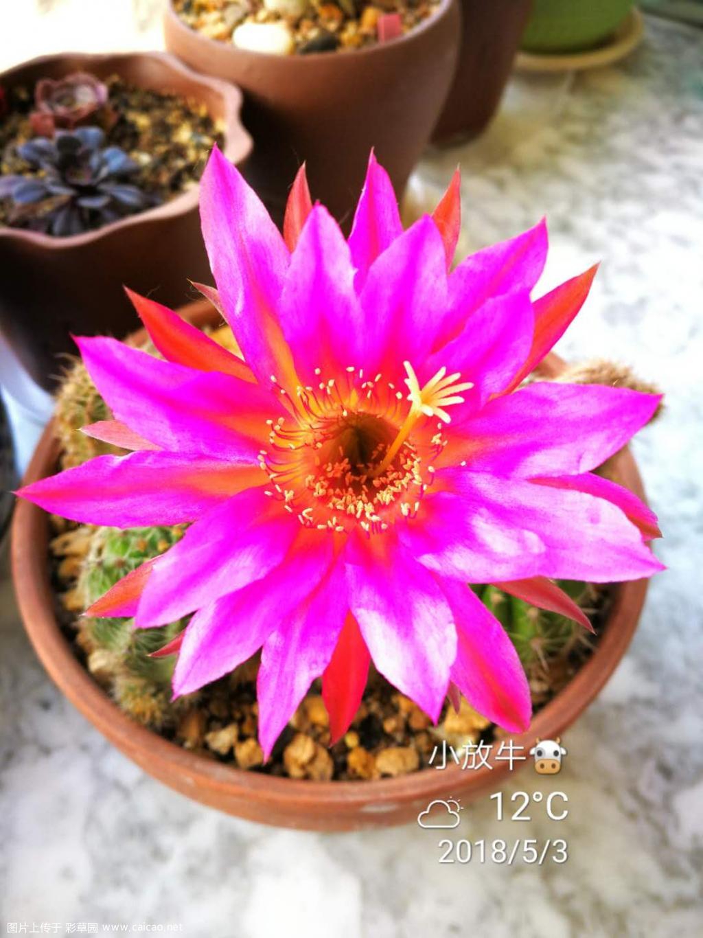 花开留影