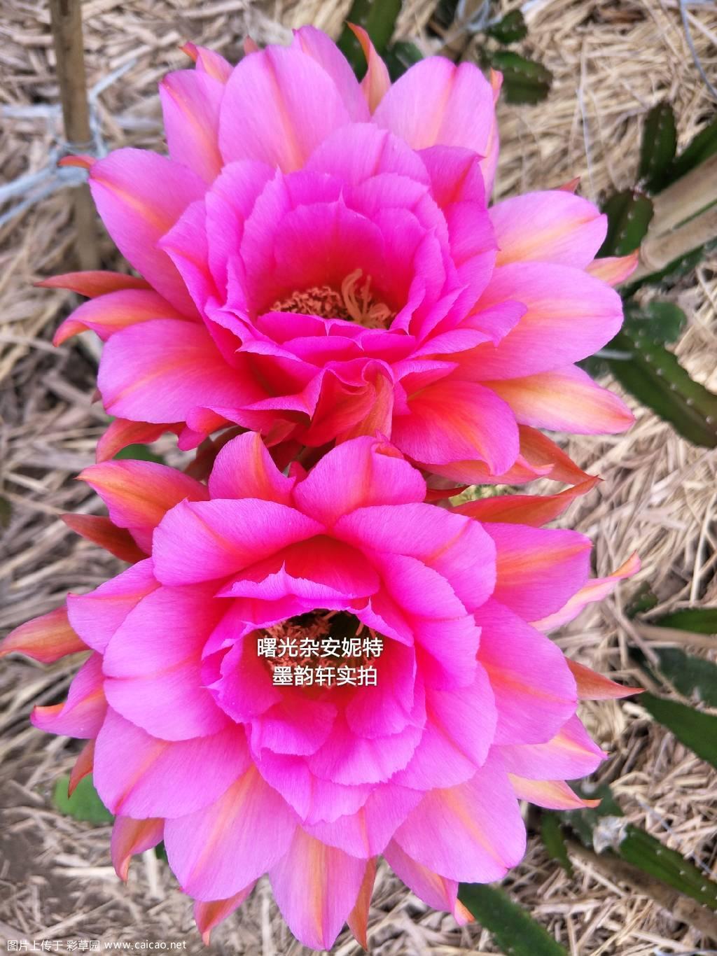 2018年开的一些彩草和毛花