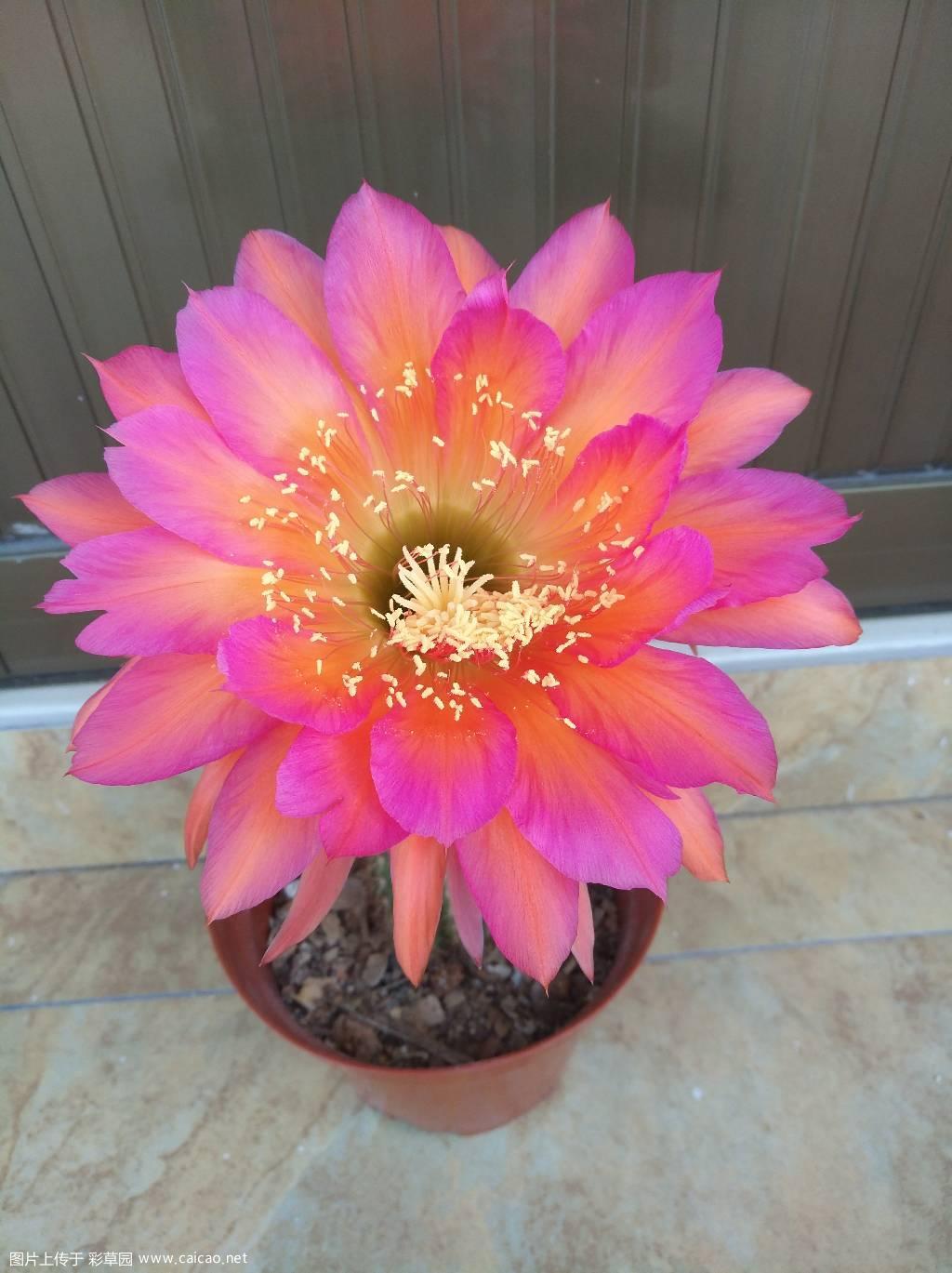 种子播毛花开花了