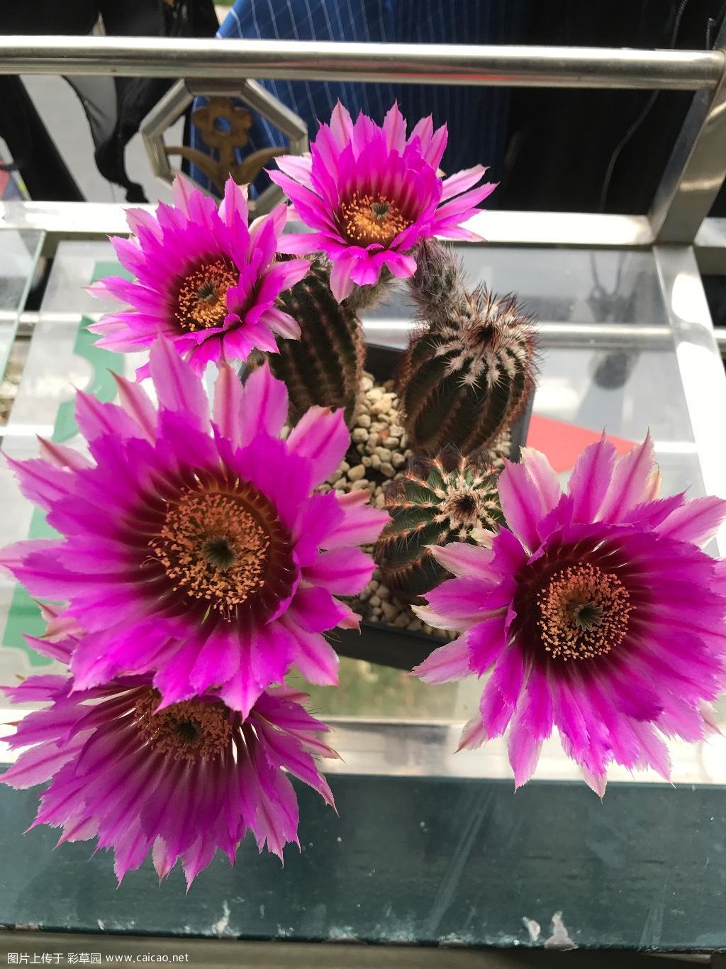 彩草没开，虾先开了
