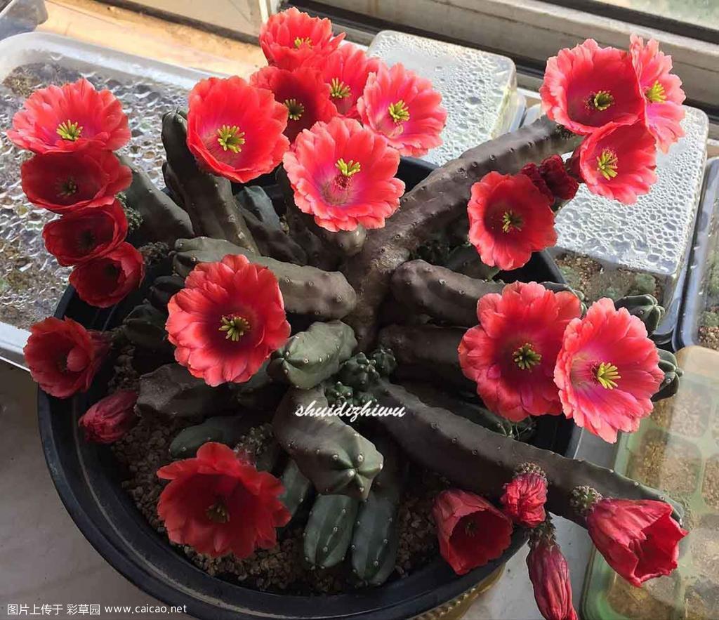 2018花开之二