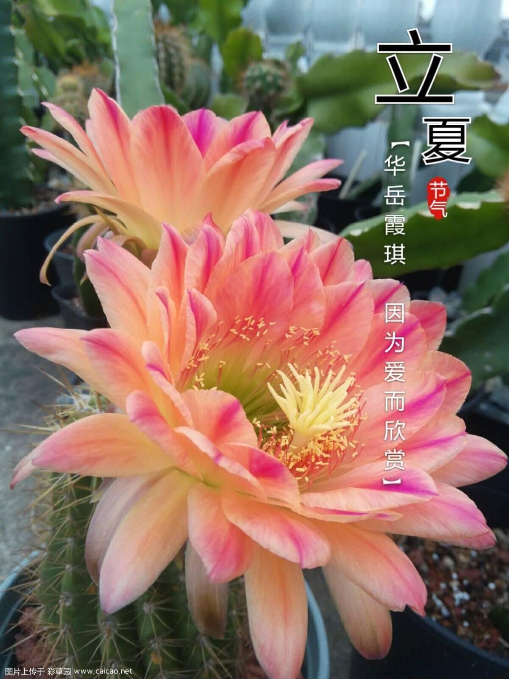 安妮特