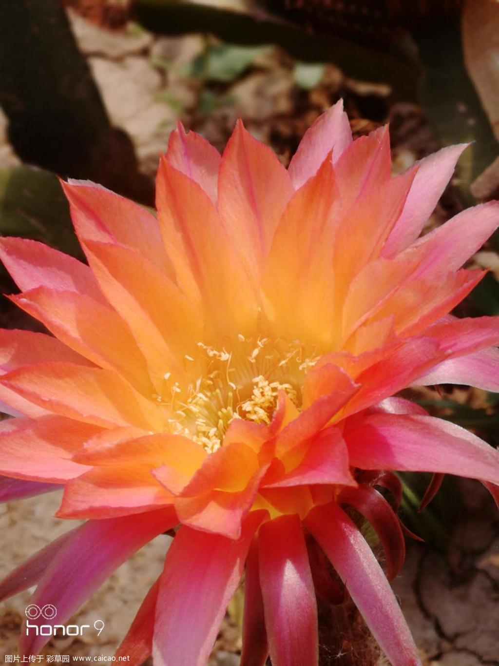 今年开花的