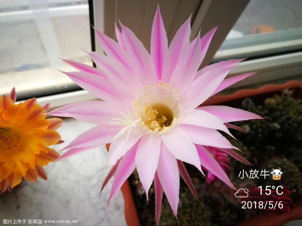 三花聚首
