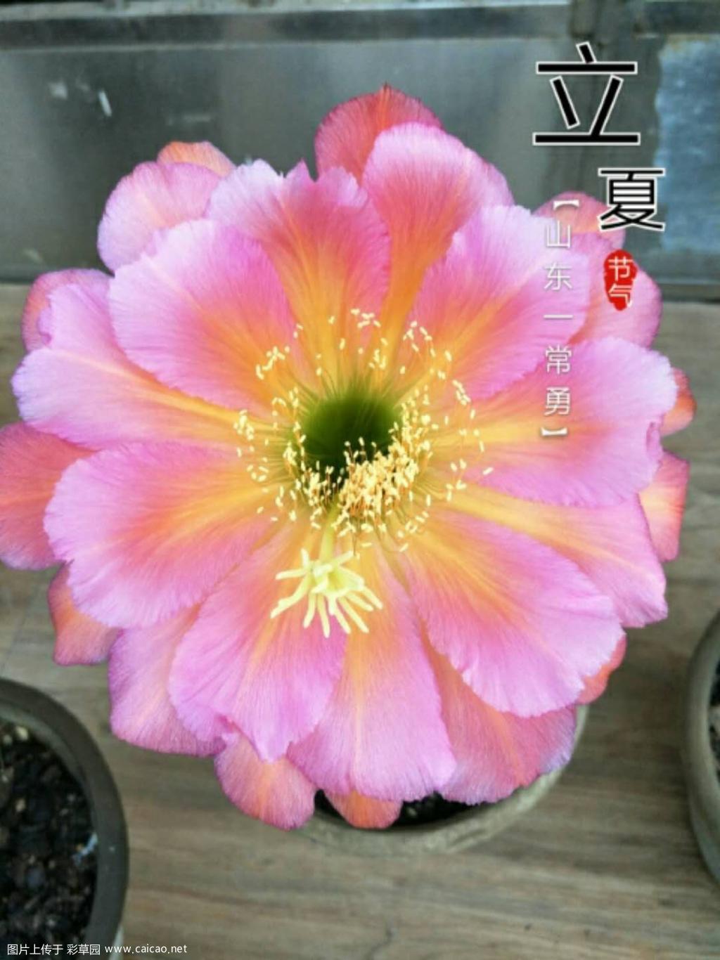 再发一贴