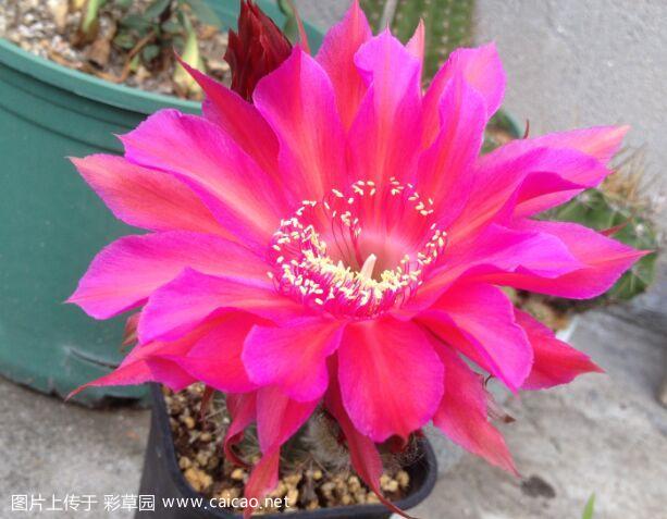 帮看看毛花柱名字