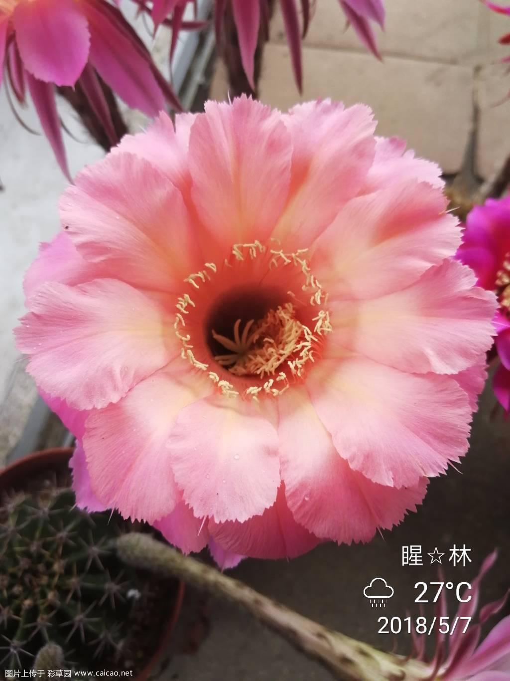 山脉天际，英雄，席杂