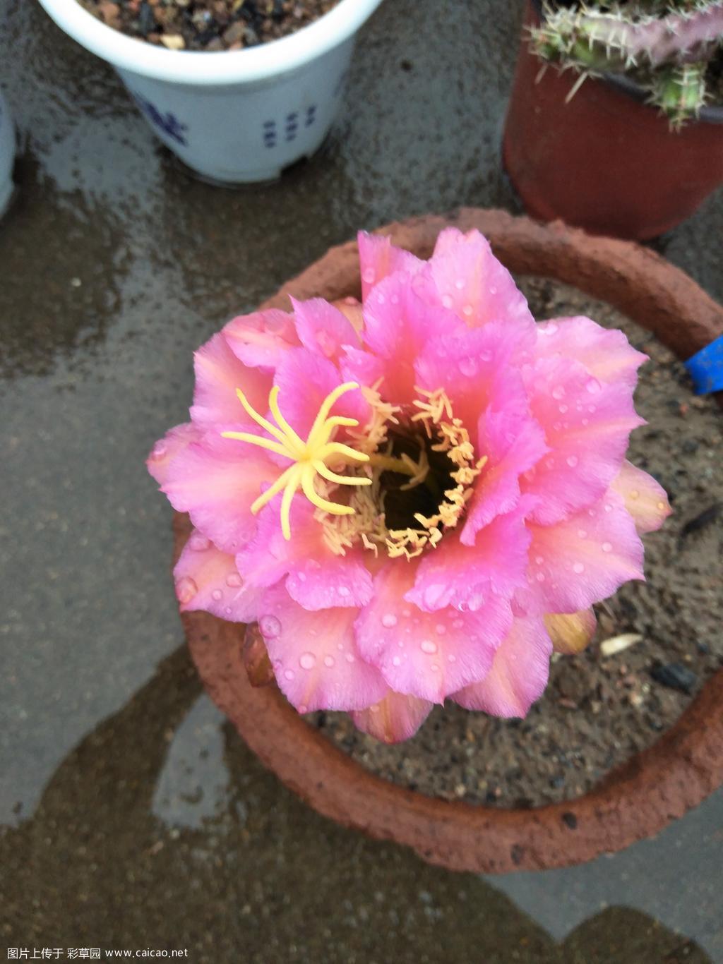 毛花柱音符初开，颜色有点淡。