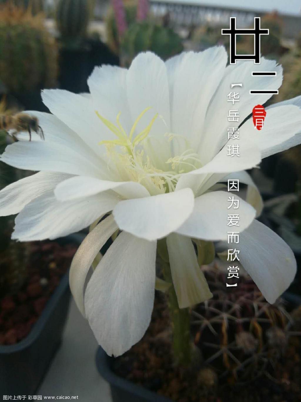 丽花白檀