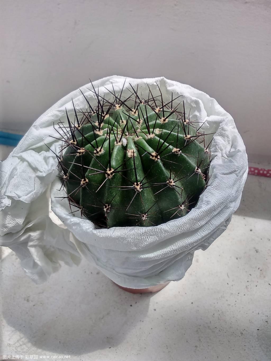 求花友们给掌掌眼
