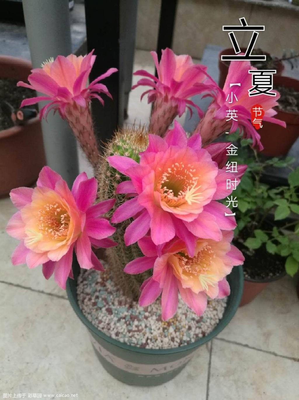 我的金纽时光