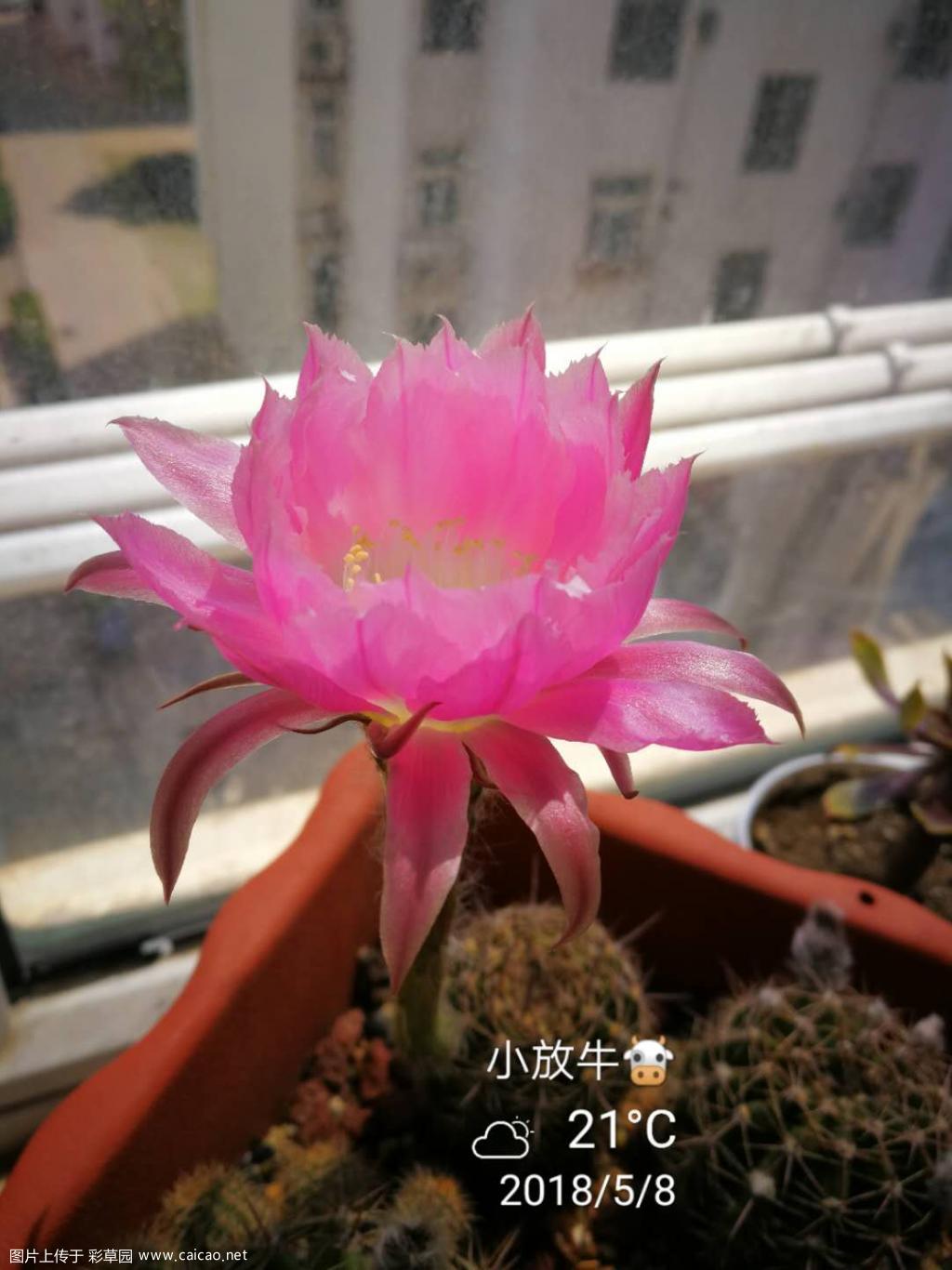 雅莲