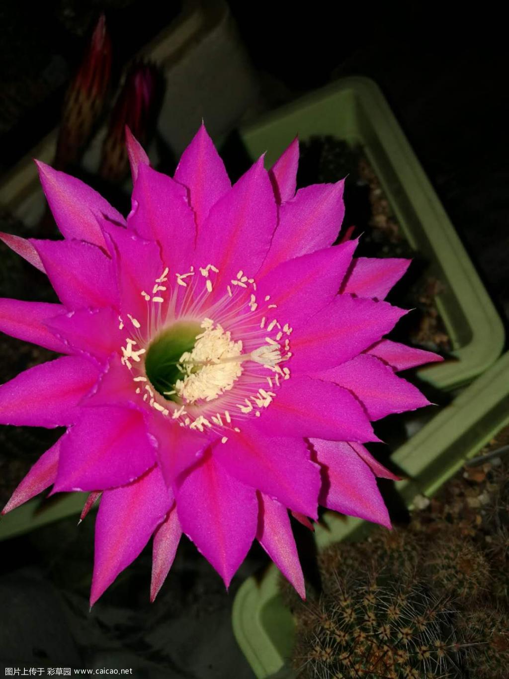 又开一种习——玛利亚广场