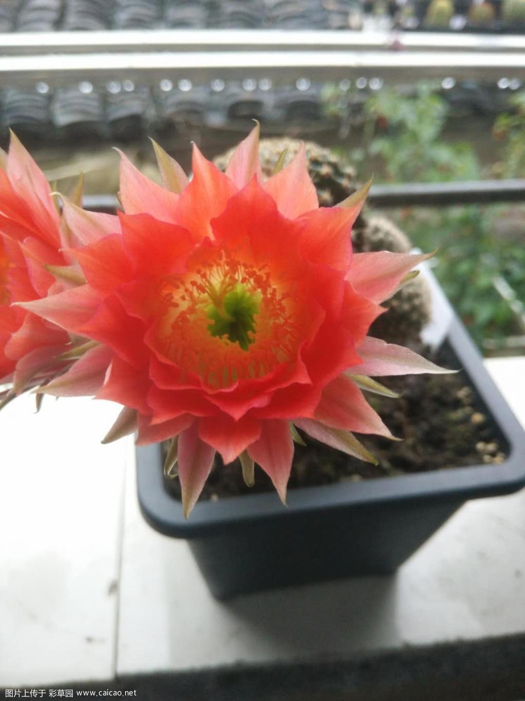今日所开