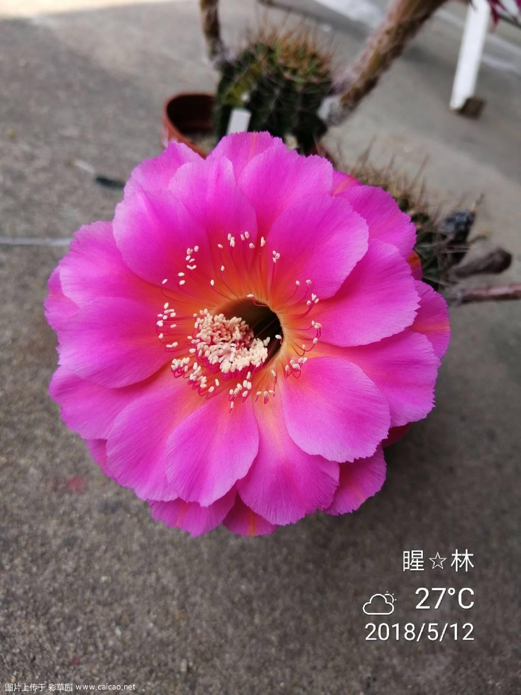 粉娟，醉美