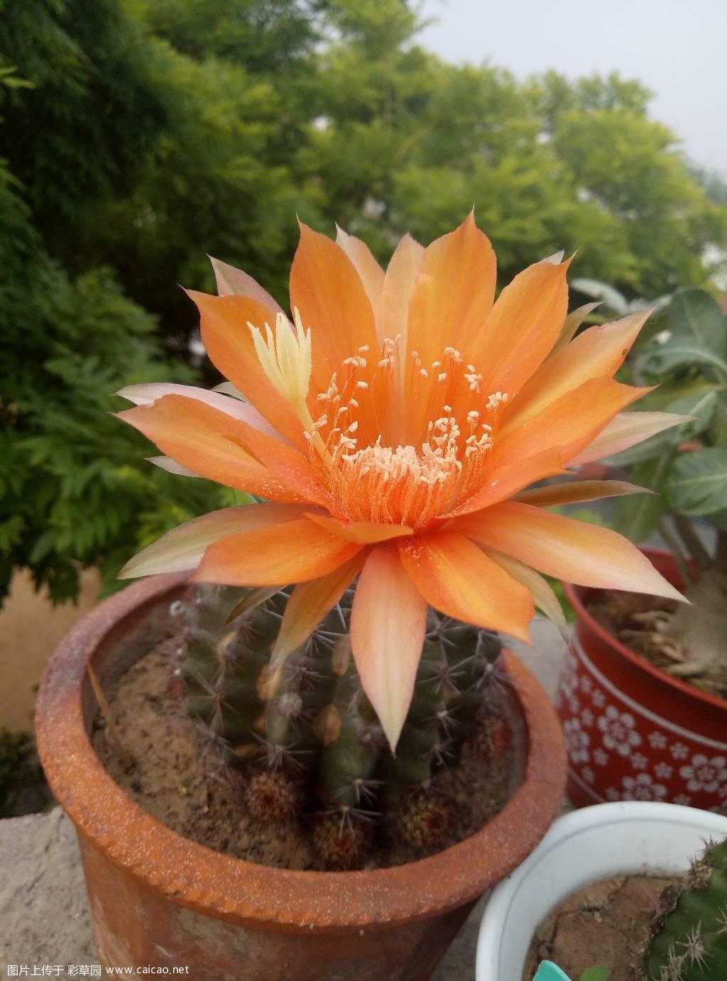 杂交彩草 开花了。与去年相比，花色反差有点大。