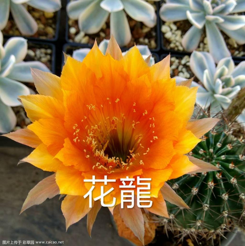 初入彩草