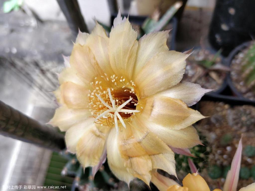 正午小球首花
