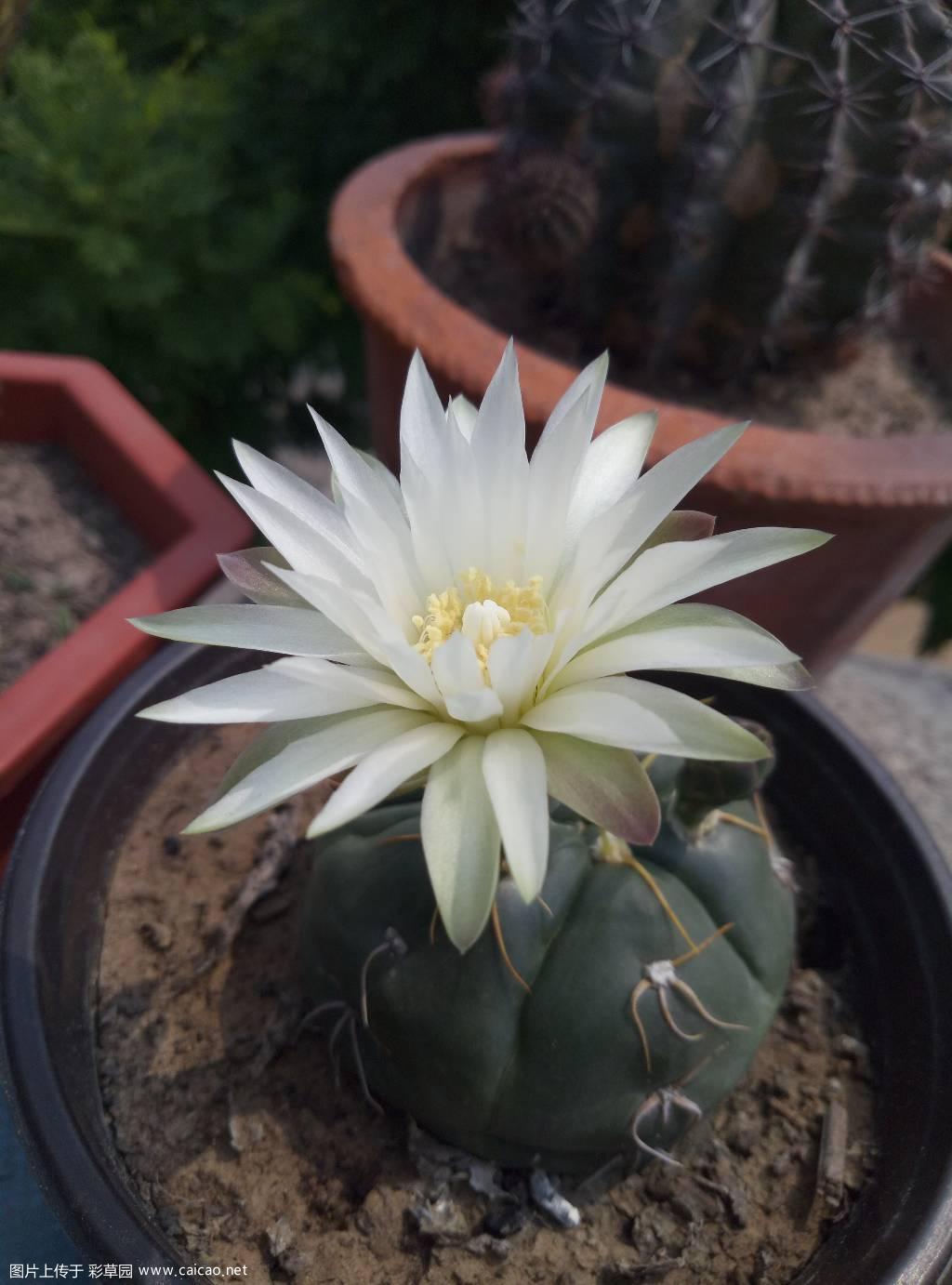 海王 开花了。