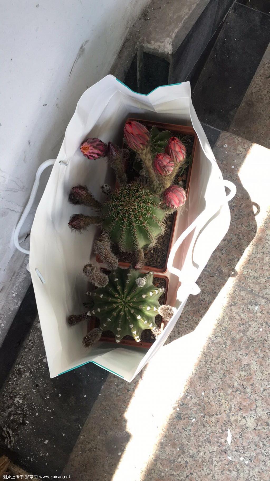 我的开花啦，花还蛮大的