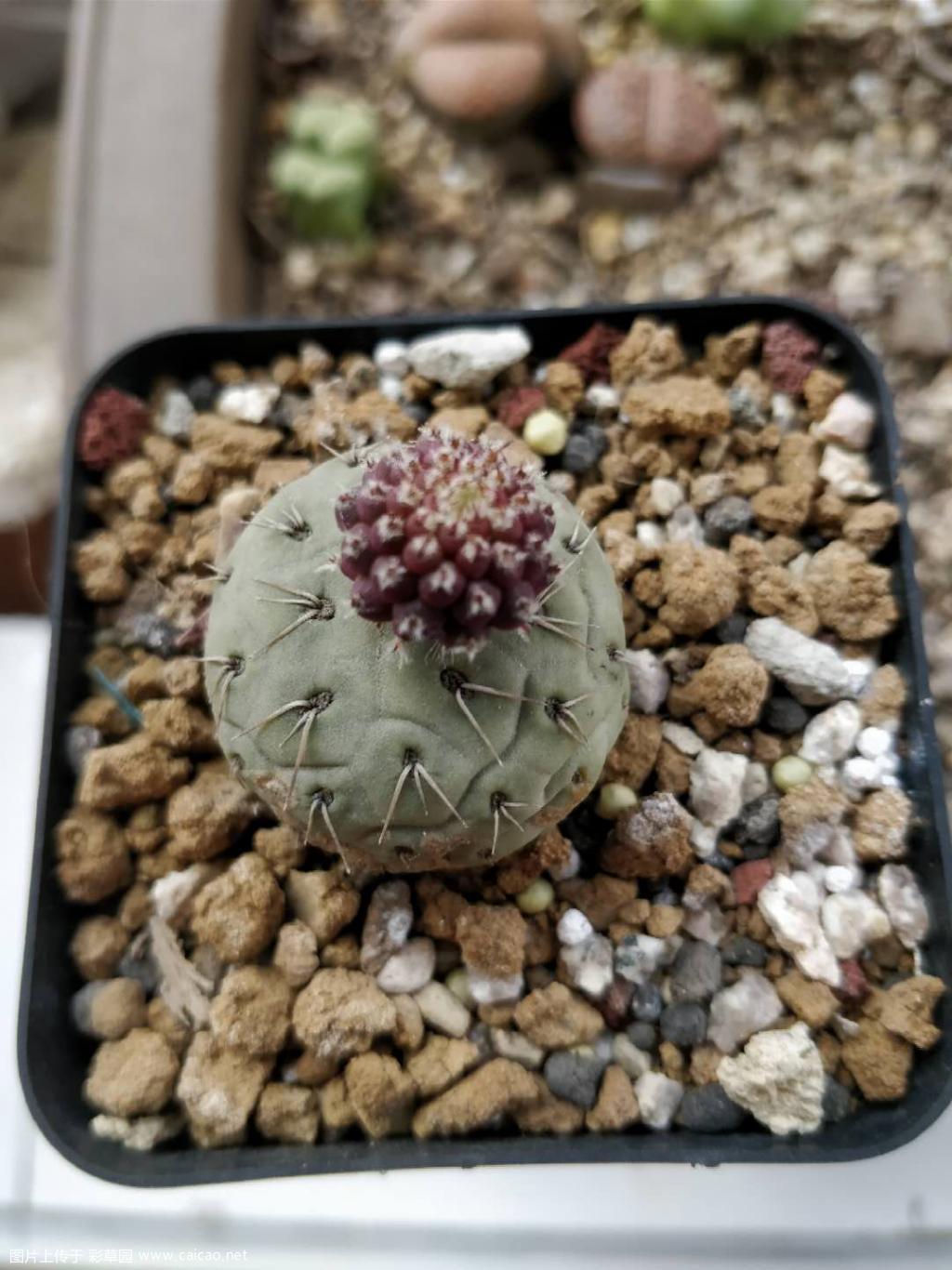 当初花了好几个大洋买的