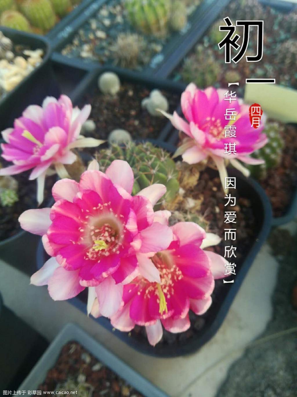 丽花